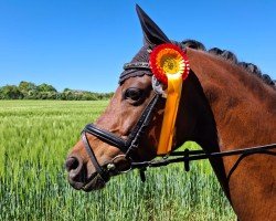 dressage horse Amelie Hs (German Riding Pony, 2012, from Amarillys Sensation D)
