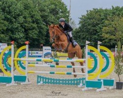 stallion Bingo de Hus Z (Selle Français, 2017, from Baloubet du Rouet)