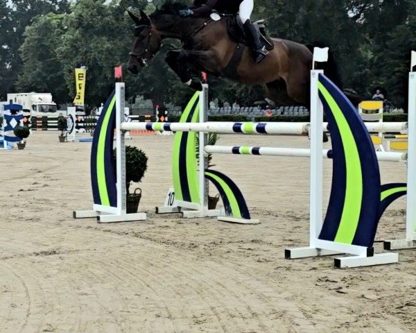 jumper Classico Blue W (Oldenburg show jumper, 2017, from Chacoon Blue)