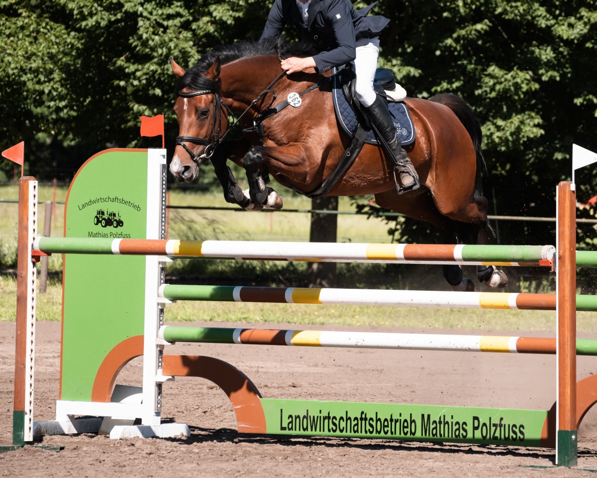 Yegua de cría Chiquitita DS (Caballo de Deporte Alemán, 2015, de Chacomo)