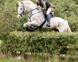 broodmare Catwoman DS (German Sport Horse, 2011, from Clinton H)