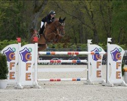jumper Pia-Lotta van 't Roosakker (Belgian Warmblood, 2015, from Comme il Faut)