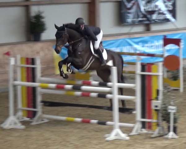 Springpferd Cyramo 3 (Deutsches Sportpferd, 2014, von Chacco Me Biolley)