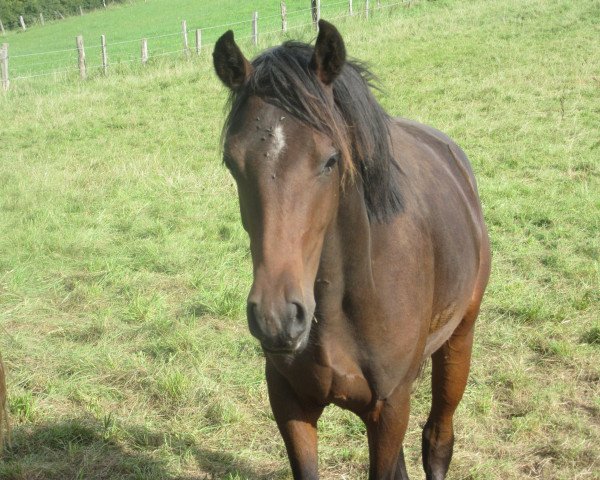 Pferd Deniro RH (Deutsches Reitpony, 2019, von Designed in Black AT)