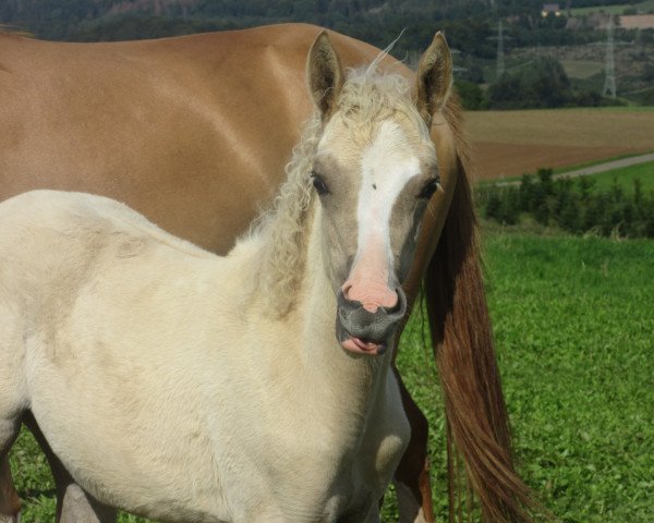 broodmare Diamonds Della RH (German Riding Pony, 2020, from Diamond Touch NRW)