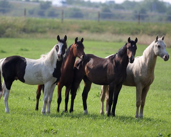 horse Melli's Dalvaro (German Riding Pony, 2019, from Dance Star AT NRW)