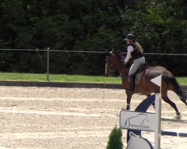 Reitturnier Maienfeld 2025