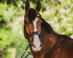 jumper Quality with Heart (Westphalian, 2020, from Qualitaet 3)
