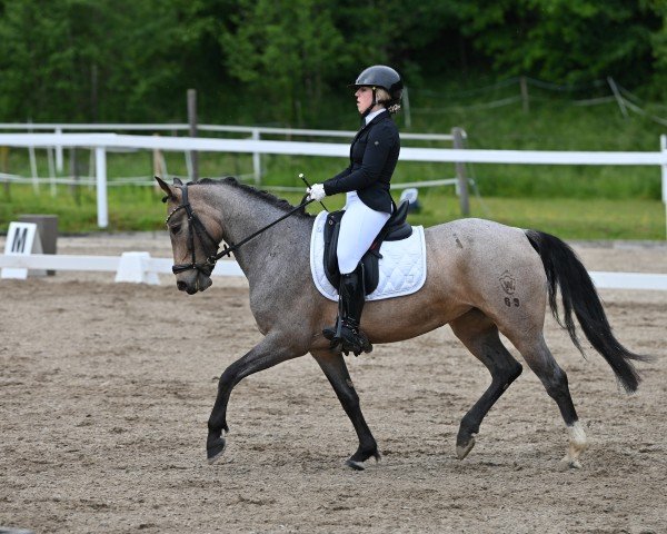dressage horse Fifty Shades of Francesca (German Riding Pony, 2017)