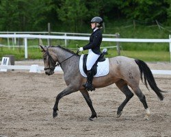 Dressurpferd Fifty Shades of Francesca (Deutsches Reitpony, 2017)