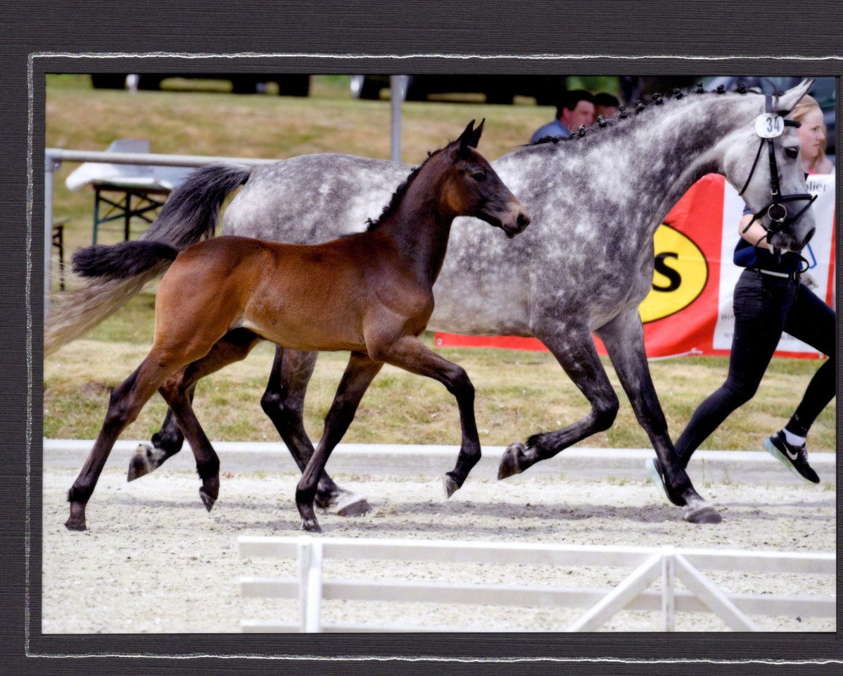 horse Ciek on (Oldenburg show jumper, 2017, from Casiro I)