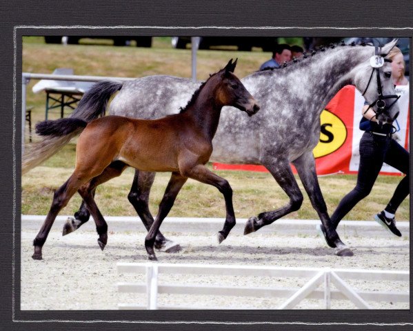 horse Ciek on (Oldenburg show jumper, 2017, from Casiro I)