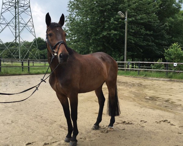 Springpferd Sandor (Westfale, 2005, von Sacre Coeur)