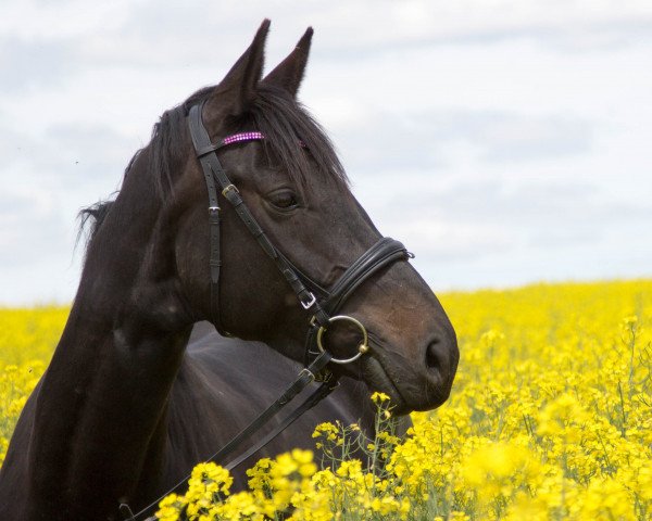 horse Spirit's Hot Brownie (Zweibrücken, 2011, from Spirit of Colour)