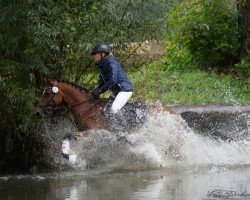 dressage horse Kir Saphir (German Riding Pony, 2008, from Frankenhoeh's Kir Royal)