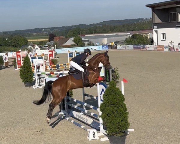 Pferd Vingetto (Deutsches Sportpferd, 2019, von Vingino)