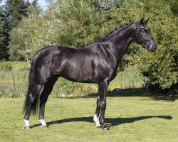 stallion Majestic Taonga (KWPN (Royal Dutch Sporthorse), 2017, from Glock's Toto Jr.)