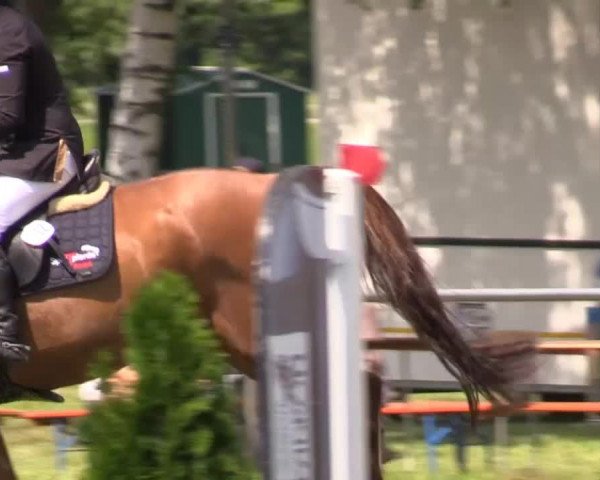 Pfingst-Reitturnier Kreuzkrug-Raddestorf 2014