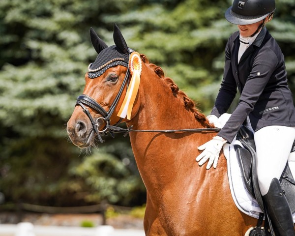 horse Feel Free 9 (Westphalian, 2018, from For Final)