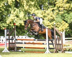 jumper Sokrates 158 (German Sport Horse, 2017, from Shomari S)
