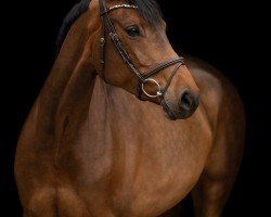 jumper Dark Hazel D (Westphalian, 2016, from Diathago)