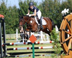 Zuchtstute Copa Cabana 26 (Deutsches Reitpony, 2009, von Highvalley)