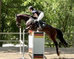 Springpferd Hermine S 3 (Oldenburger Springpferd, 2020, von Highway Tn N.O.P.)