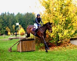 eventing horse Kaiserlady (Trakehner, 2013, from Impetus)