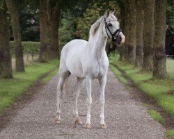 jumper Roosendaal's Verona (Nederlands Welsh Ridepony, 2010, from Jonkers' Oliver)