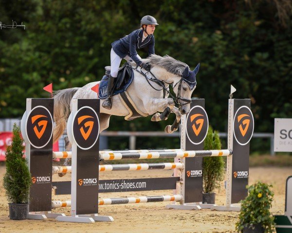 Springpferd My Cassiolinoïs Baltica (Holsteiner, 2019, von Cabrio van de Heffinck)