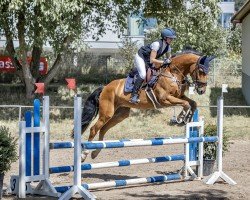 jumper Ciaquinero (German Sport Horse, 2017, from Ciacomo)