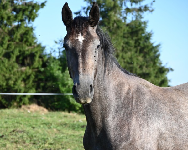 broodmare Ladina von Whitemoon CH (Swiss Warmblood, 2023, from Dorian Grey BR Z)