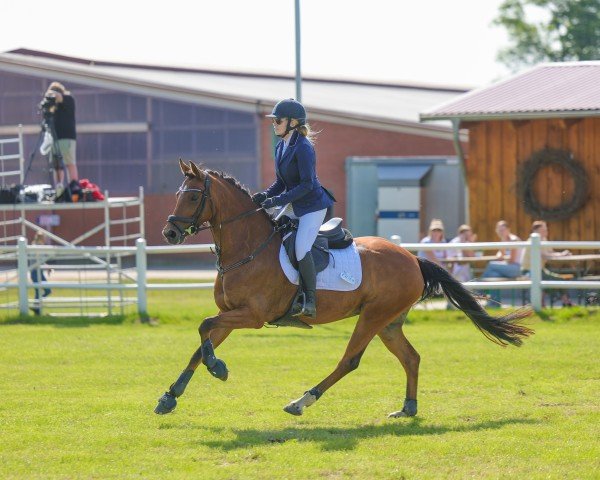 jumper Gretjen (Little German Riding Horse, 2017, from HET Golden Dream) jumper Gretjen (Little German Riding Horse, 2017, from HET Golden Dream)