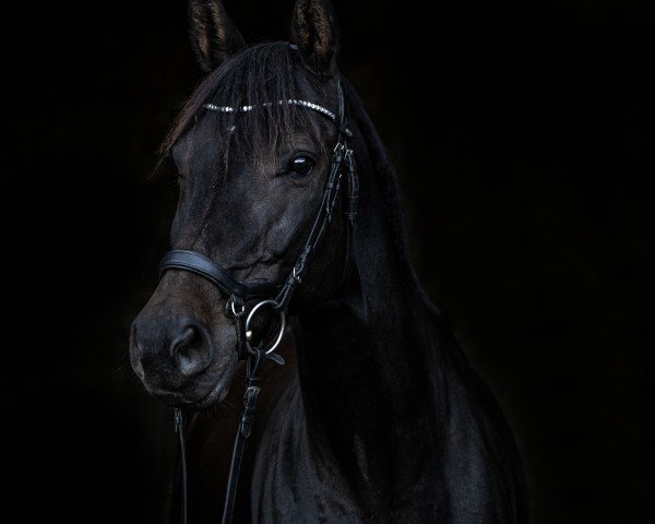 dressage horse Samira B 2 (Württemberger, 2012, from Straviaty)