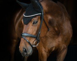 dressage horse Lady Sunshine 76 (German Sport Horse, 2014, from Little Charly)