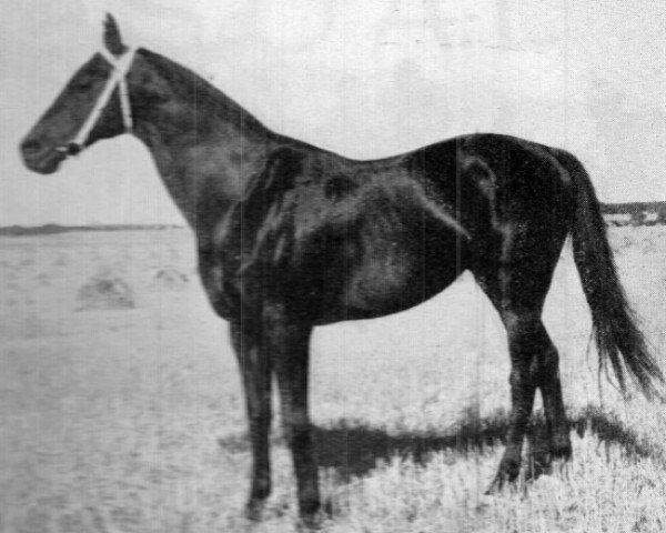stallion Hartlake xx (Thoroughbred, 1942, from Dastur xx)