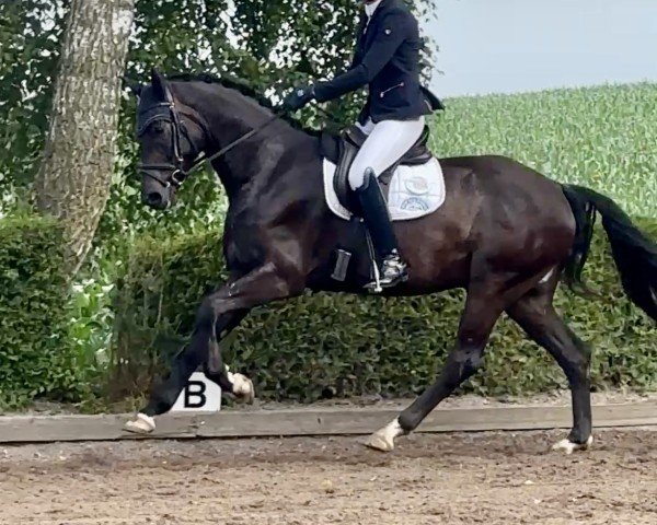 dressage horse Da Vinci 391 (Hanoverian, 2021, from Despacito 16)