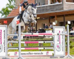 jumper Agentin Ally (Westphalian, 2017, from Asca Z)