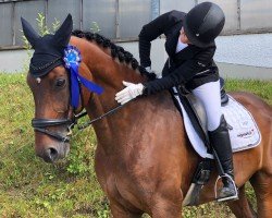 Dressurpferd Eddie (Westfale, 2015, von Escolar)