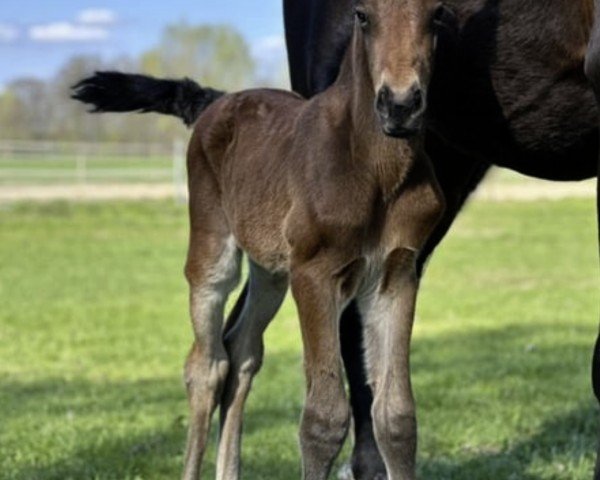 foal by Deir Yassin Z (Zangersheide riding horse, 2025, from Django Z)