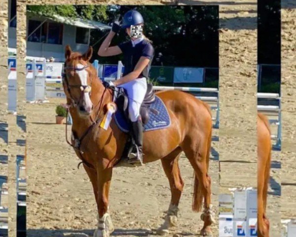 broodmare Catjes (Holsteiner, 2008, from Catoki)