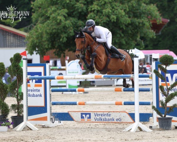 Springpferd Kataleya STMT (KWPN (Niederländisches Warmblut), 2015, von Eldorado van de Zeshoek)
