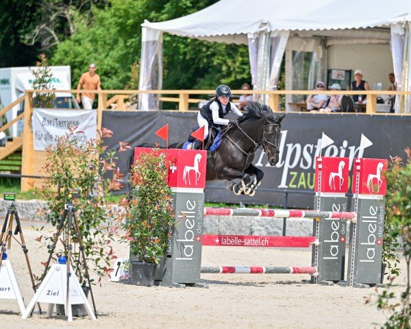 jumper Chakata (German Sport Horse, 2018, from Casario)
