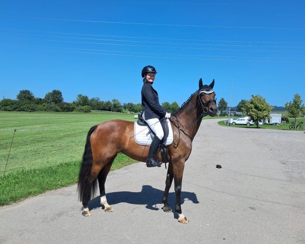 dressage horse Five Steps M (Westphalian, 2017, from Fürst Grandios)