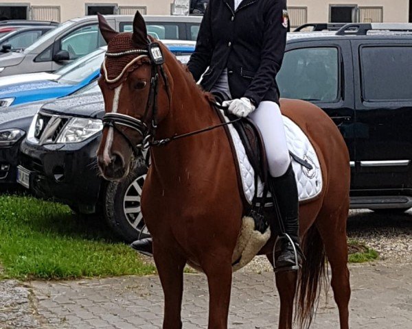dressage horse Coco de Luxe 3 (German Riding Pony, 2009, from FS Champion de Luxe)