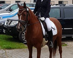 dressage horse Coco de Luxe 3 (German Riding Pony, 2009, from FS Champion de Luxe)