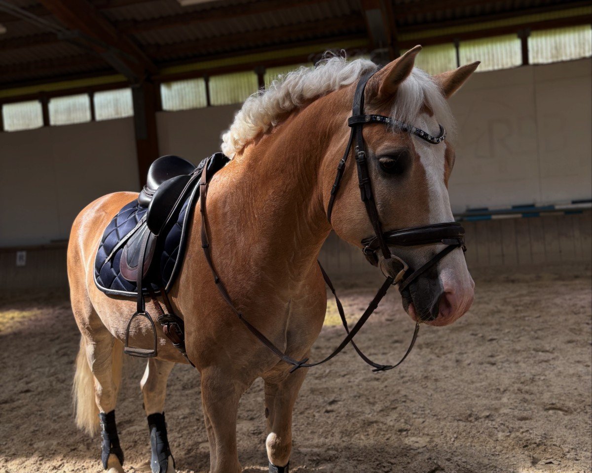 dressage horse Sterntänzer 2 (Haflinger, 2017, from Sternfänger ZGC)