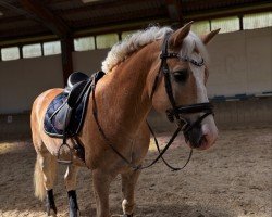 dressage horse Sterntänzer 2 (Haflinger, 2017, from Sternfänger ZGC)