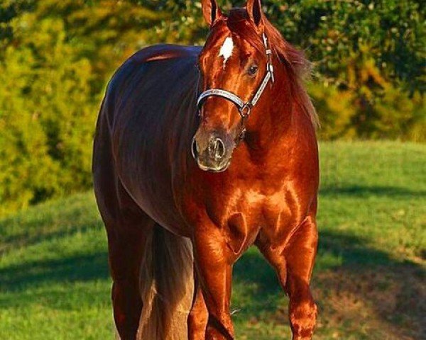 horse San Snap Spook (Quarter Horse, 2011, from Smart Spook)