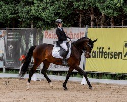 dressage horse Sonnenschein Von Der Aue (Austrian Warmblood, 2019, from DSP Boss Hoss)